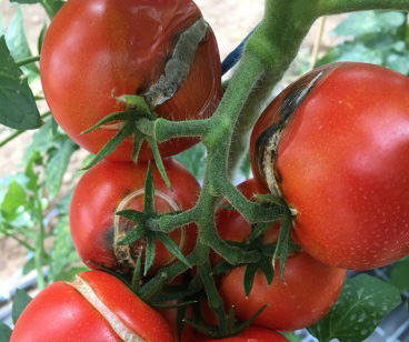 Ringförmig aufgeplatzte Tomate