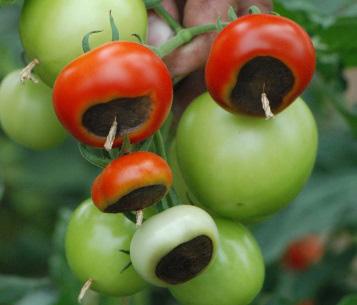 Blütenfäule an Tomate