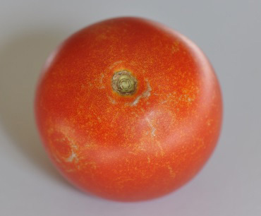 Goldpünktchen an Tomate